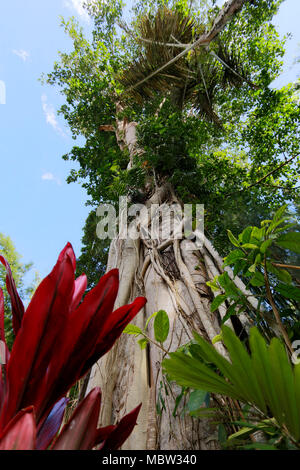 Baby Graves attaccato a un albero: Bori' Parinding megalitiche sito di sepoltura, Toraja, Sulawesi, Indonesia Foto Stock