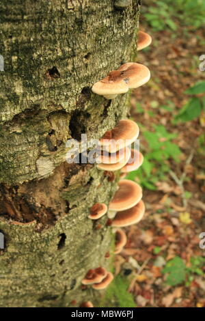 I funghi che crescono su di un registro di decomposizione nella foresta. Foto Stock
