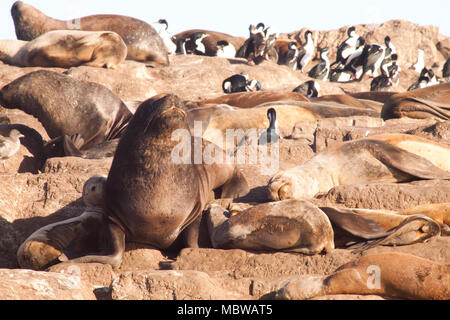 Mare wolfs giacente su di una roccia in Ushuaia, Argentina Foto Stock