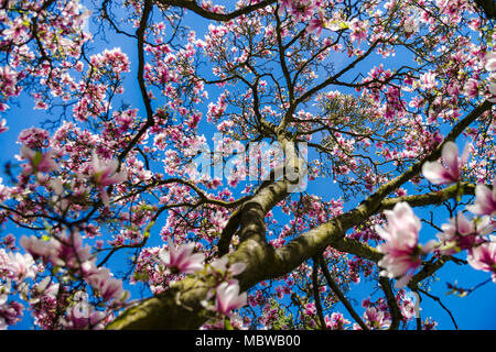 Bella magnolia rosa sul cielo azzurro sfondo, soleggiata giornata di primavera Foto Stock