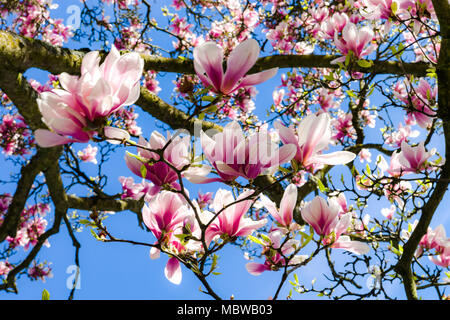 Bella magnolia rosa sul cielo azzurro sfondo, soleggiata giornata di primavera Foto Stock