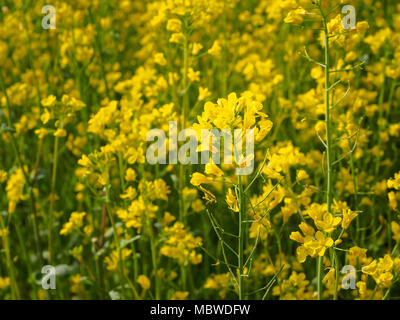 La Canola campi di fiori in Jeju Island, Corea del Sud Foto Stock