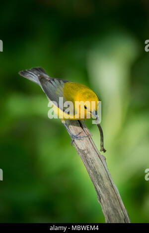 Prothonotary Warbler seduto sul ramo con verme Foto Stock