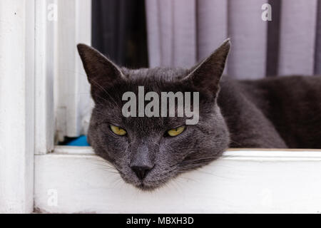 Bellissimo gatto grigio in appoggio su una tavola di legno davanzale, close up Foto Stock