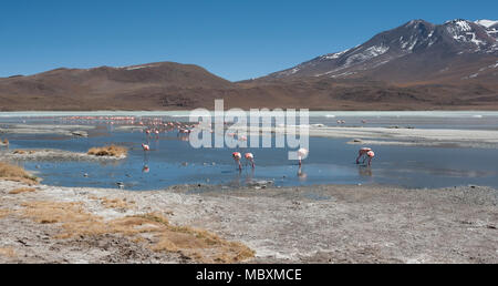 Fenicotteri rosa in Laguna Chiarkota - sedia KKota (4700 mt) è un poco profondo lago salino nel sud-ovest dell'altipiano della Bolivia Foto Stock