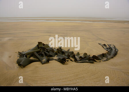 Kelp sulla spiaggia, Surat Bay, il Catlins, Nuova Zelanda Foto Stock