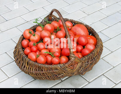 Vecchio wattled cestello riempito con red pomodori maturi Foto Stock