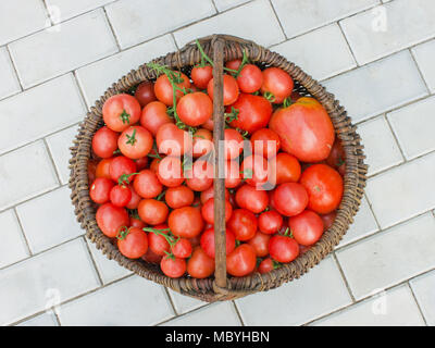 Vecchio wattled cestello riempito con red pomodori maturi Foto Stock