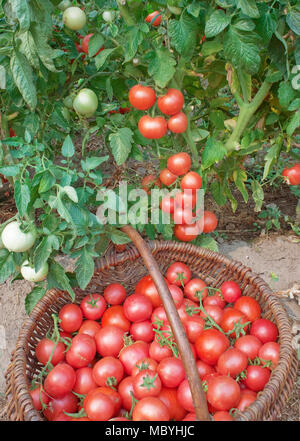 Abbondante fruttificazione di pomodori in una piantagione di un terreno aperto Foto Stock