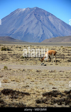 Wild Vicuña pascolando le pianure della Reserva Nacional de Salinas y Aguada Blanca di fronte al maestoso vulcano Misti nella Cordigliera delle Ande Foto Stock