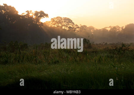 Alba nella foresta pluviale amazzonica Tambopata National Reserve, Puerto Maldonado, Perù Foto Stock