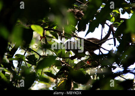 Scimmia di scoiattolo nella foresta pluviale amazzonica Tambopata National Reserve, Puerto Maldonado, Perù Foto Stock