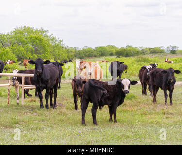 South Texas gamma bovini che sono stati incrociati con bestiame Brahman. Foto Stock