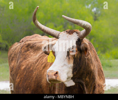 South Texas gamma bovini che sono stati incrociati con bestiame Brahman. Foto Stock