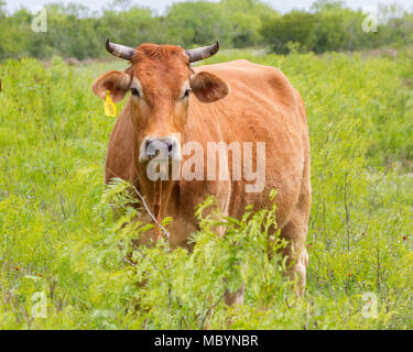 South Texas gamma bovini che sono stati incrociati con bestiame Brahman. Foto Stock