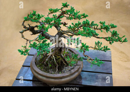 Il ginepro procumbens nana tree, Mostra Bonsai Shivajinagar Pune, Pune, Maharashtra, India Foto Stock