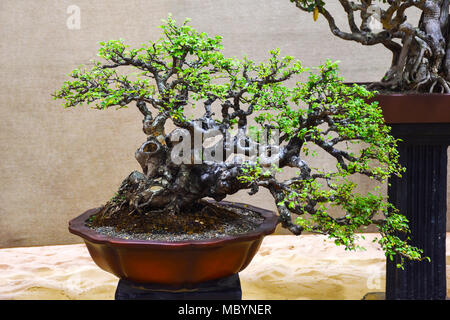 Elm ulmus parviflora tree, Mostra Bonsai Shivajinagar Pune, Pune, Maharashtra, India Foto Stock