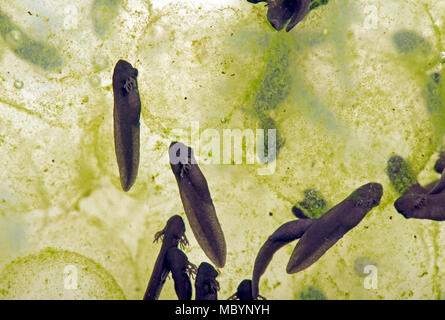 Comune europeo, di rana temporaria Rana, frogspawn con tratteggio e cova girini, Aprile Foto Stock