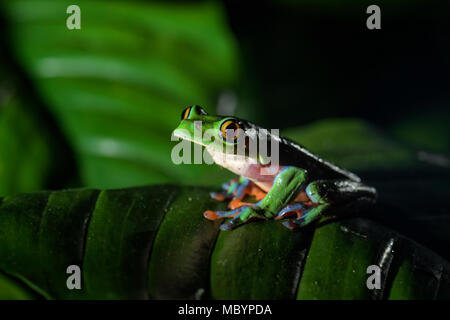 Blue-sided raganella - Agalychnis annae, immagine notturna della splendida colorato da minacciate dall America Centrale foreste, Costa Rica. Foto Stock