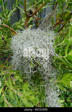 Il vecchio uomo la barba dell impianto, muschio Spagnolo, Tillandsia usneoides Foto Stock