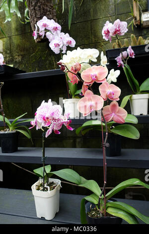 Varietà di orchidee Phalaenopsis o noto come falena orchidee sul display in Melbourne Australia Foto Stock