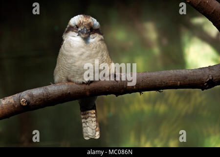 WA15115-00...WASHINGTON - un kookaburra seduto su un ramo in Australasia presentano a Seattle lo Zoo del Woodland Park Foto Stock