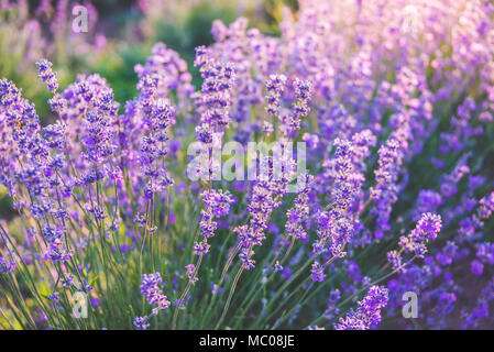 Close up di fioritura fiori di lavanda in estate i raggi solari. Foto Stock