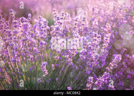 Close up di fioritura fiori di lavanda in estate i raggi solari. Sfondo di lavanda. Foto Stock