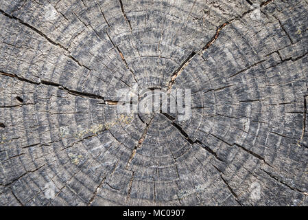 In prossimità di un albero stelo tagliato. Foto Stock