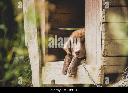 Piccolo Cane marrone giacente all'aperto nella sua cuccia in legno. Foto Stock