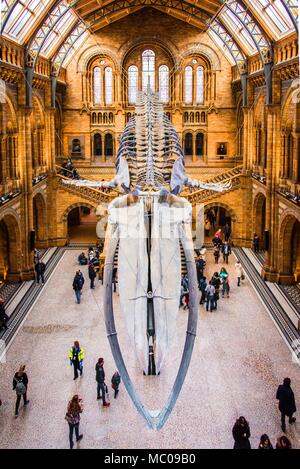 27 novembre 2017, Londra, Inghilterra Nazionale Museo Storico. Vista frontale di uno scheletro di balena, parte delle balene in mostra nella National Historic Mu Foto Stock