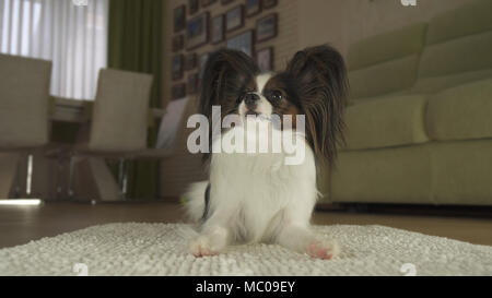 Cane Papillon giace sul tappeto nel soggiorno Foto Stock