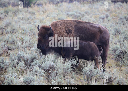 Due bisonti americani buffalo Foto Stock