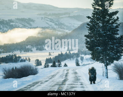 Un singolo bisonti americani animale passeggiate lungo una strada ghiacciata per evitare la neve profonda nella Lamar Valley in una fredda giornata invernale a Mammoth Hot Springs, Yellowstone Nat Foto Stock