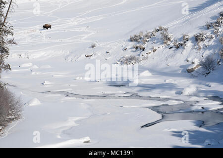 Un bisonte Americano gabbie degli animali congelati nella neve su un argine a Lamar Valley in una fredda giornata invernale a Mammoth Hot Springs, Yellowstone National Pa Foto Stock