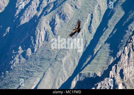 Condor battenti vicino a Cruz del Condor Viewpoint, Canyon del Colca, Perù Foto Stock