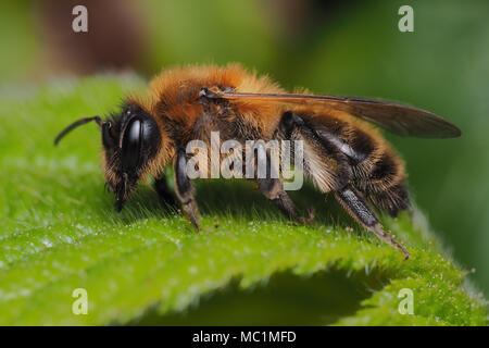 Il cioccolato mining bee femmina (Andrena scotica) arroccato su Rovo foglie. Tipperary, Irlanda Foto Stock