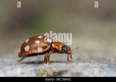 Crema Coccinella Spot (Calvia quattuordecimguttata) camminando lungo un nastro coperto fencepost. Tipperary, Irlanda Foto Stock