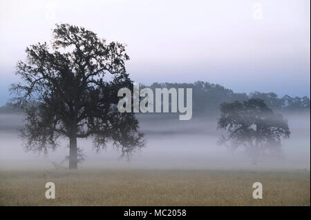 La nebbia aleggia tra alberi di quercia in un altrimenti tipico paesaggio della California. Foto Stock