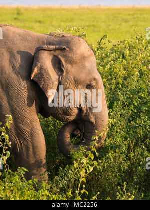 Vista verticale di un selvaggio elefanti a Minneriya National Park in Sri Lanka. Foto Stock