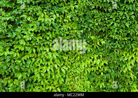 Foglie naturali texture di siepe verde dello sfondo. Foto Stock