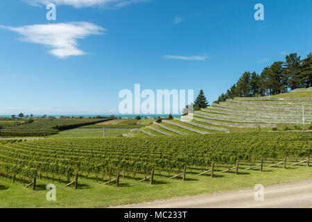 Vigneti terrazzati a Esk Valley vineyard, Hawkes Bay, Nuova Zelanda, nuovo mondo per la produzione di vino Foto Stock