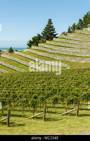 Vigneti terrazzati a Esk Valley vineyard, Hawkes Bay, Nuova Zelanda, nuovo mondo per la produzione di vino Foto Stock