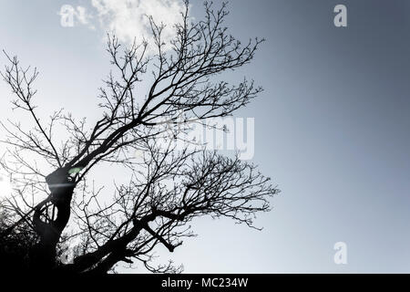 La Silhouette di rami Foto Stock