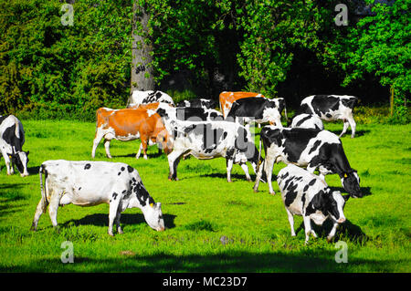 Le mucche in un campo olandese Foto Stock