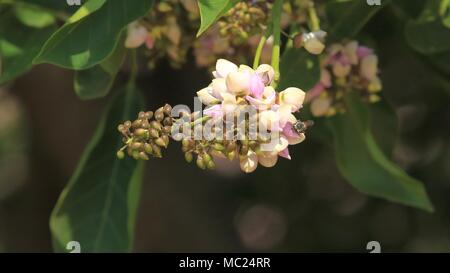 Un miele delle api visitando Millettia pinnata fiori Foto Stock