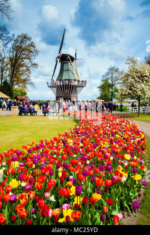 Il mulino a vento di decorativo in parco Keukenhof. I turisti a piedi in fiore coloratissimo campo di tulipani Foto Stock