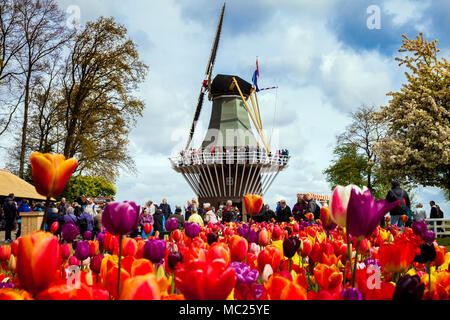 Il mulino a vento di decorativo in parco Keukenhof. I turisti a piedi in fiore coloratissimo campo di tulipani Foto Stock