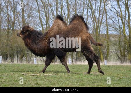 Close up ritratto di bactrian camel, isolato, forte maschio molto tipico. Foto Stock
