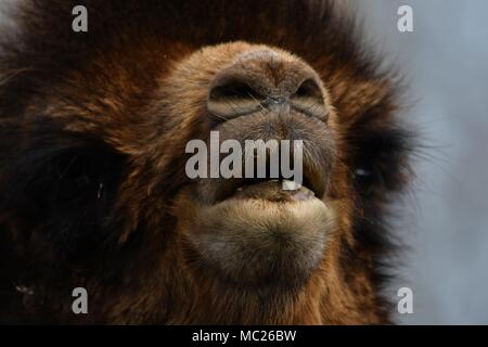 Close up ritratto di bactrian camel, isolato, forte maschio molto tipico. Foto Stock